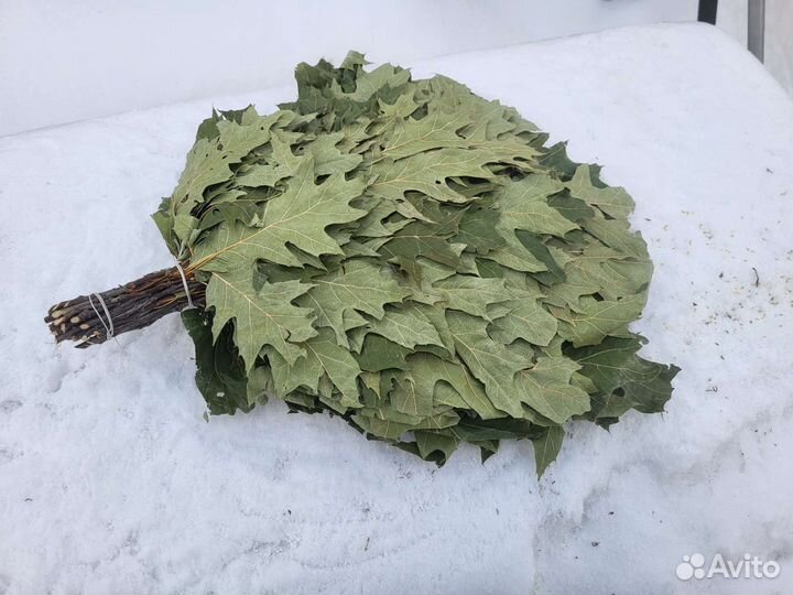 Веники канадский дуб