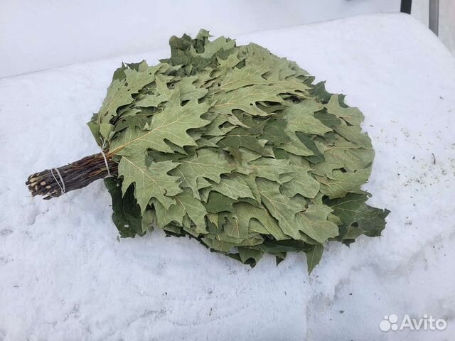 Веники канадский дуб