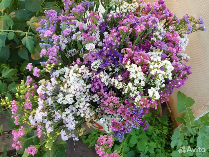 Статица букет