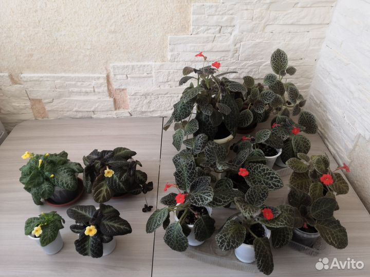 Комнатные растения цветы