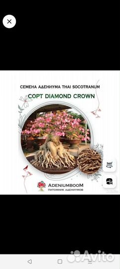 Адениум Обесум