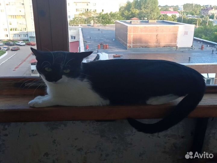 Кошка точна ангел