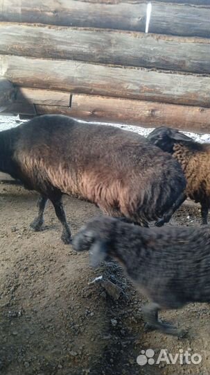 Баран живой на племя