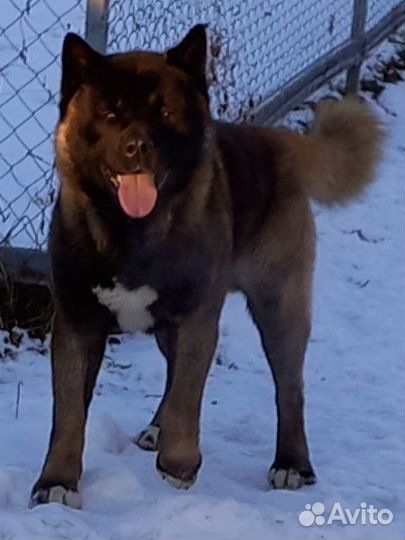 Американская акита вязка