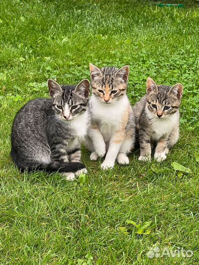 Малыши погибнут зимой