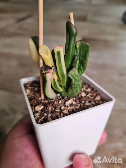 Крассулы сортовые