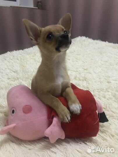 Щенки чихуахуа