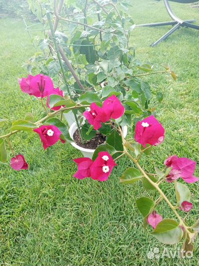 Бугенвиллея