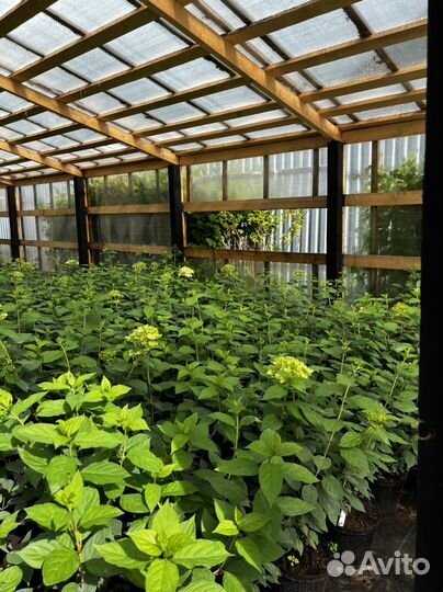 Гортензия лайм лайт