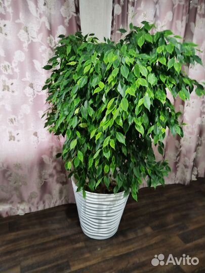 Фикус бенджамина