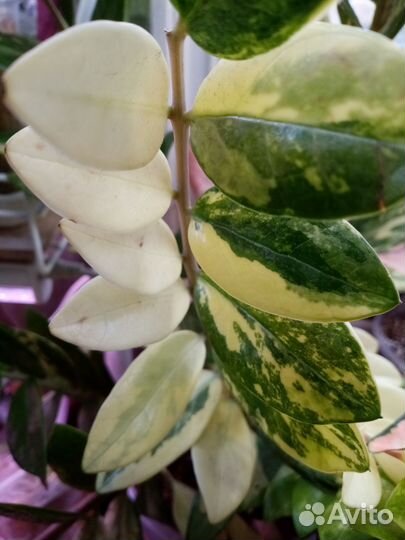 Замик Щорт Лив вар