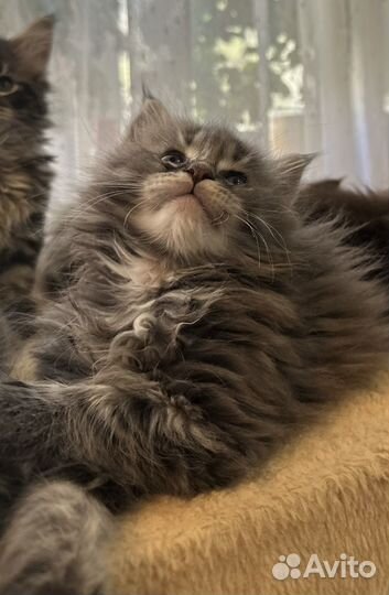 Шикарные Котята Мейн-кун высокопородные