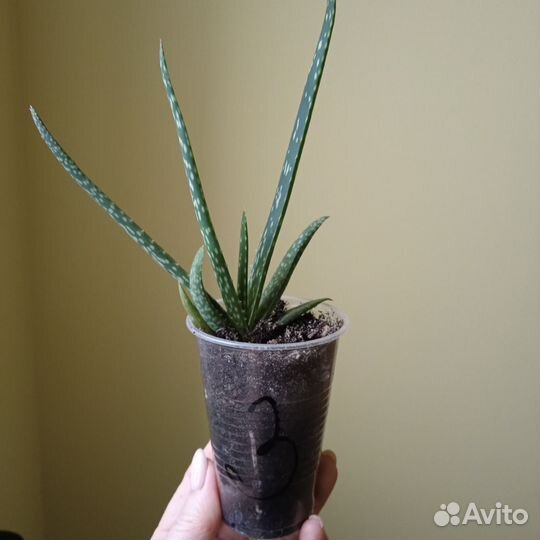 Комнатные цветы