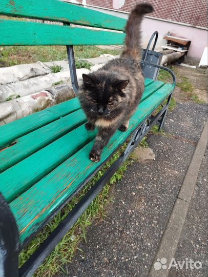 Кошечка пол года