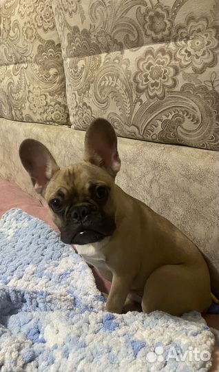 Французский бульдог