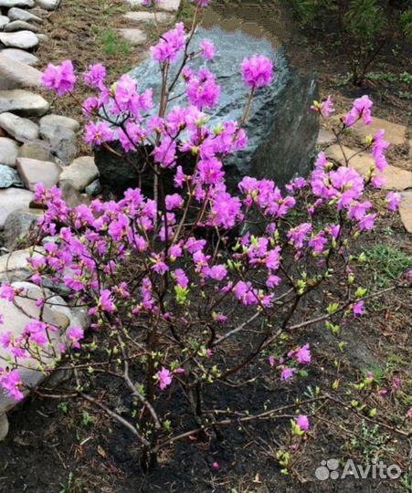 Рододендрон даурский из Забайкалья
