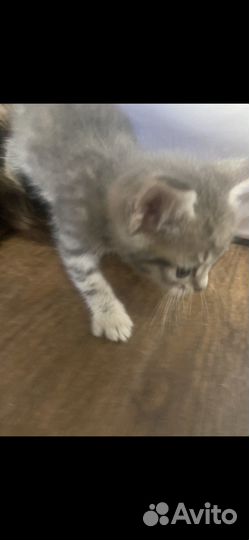 Котик бесплатно