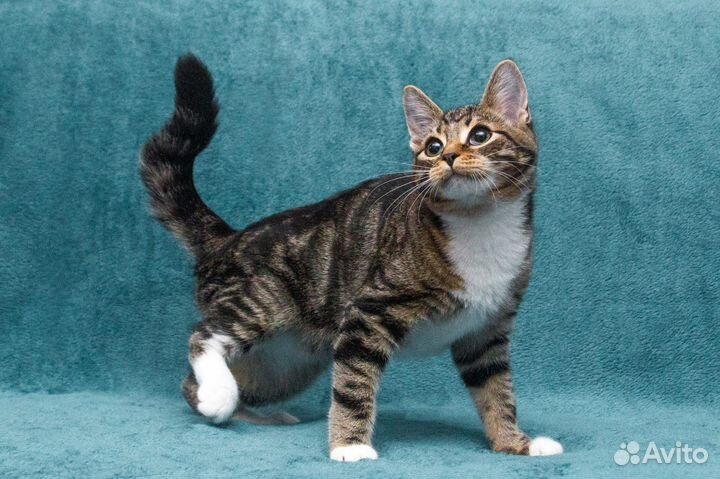 Мраморного окраса, котёнок тигрёнок в добрые руки