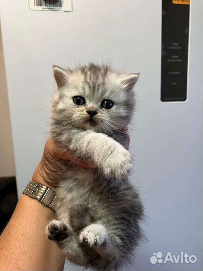 Шотланские котята