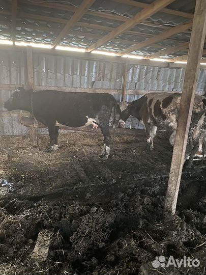 Домашние животные