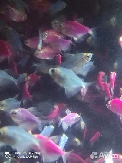 Тернеции цветные Аквариумные рыбки