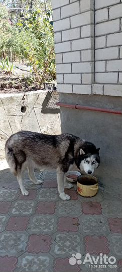 Хаски ищут дом