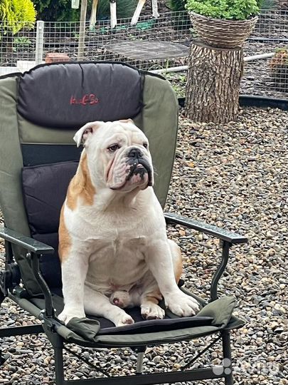 Английский бульдог вязка