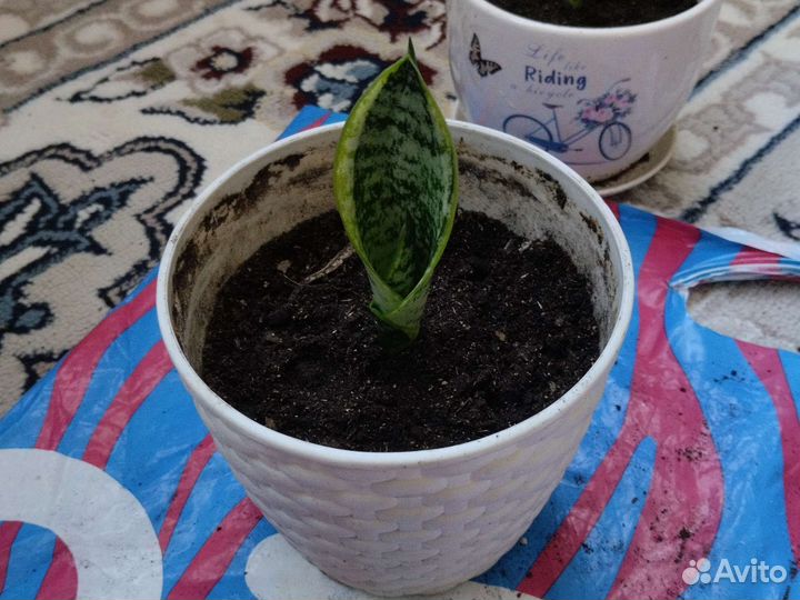 Сансевиерия