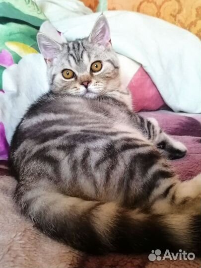 Очень красивый шотландский котенок, скоттиш страйт