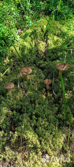 Грибы маринованные