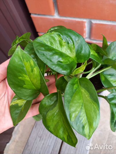 Сциндапсус Глобал грин и Марбл квин