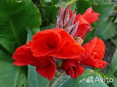 Канна индийская