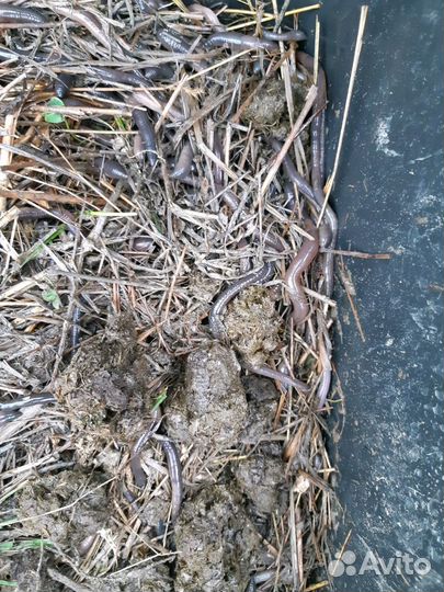 Черви Выползок