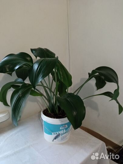 Эухарис амазонская лилия