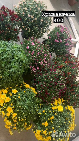 Комнатные растения