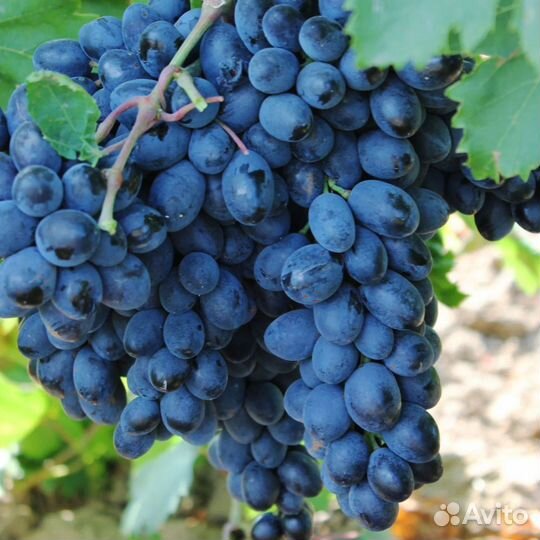 Виноград кишмиш Лучистый,Кодрянка,Восторг,Аттика
