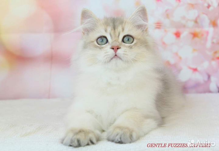Британские котята