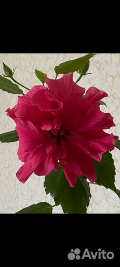 Гибискус китайская роза
