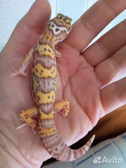 Геккон эублефар