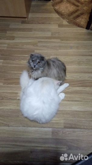 Кошка и кот стерилизованные