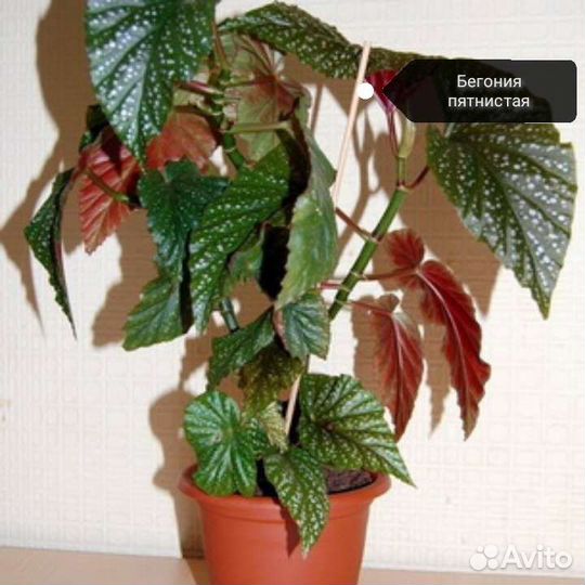 Комнатные цветы отростки