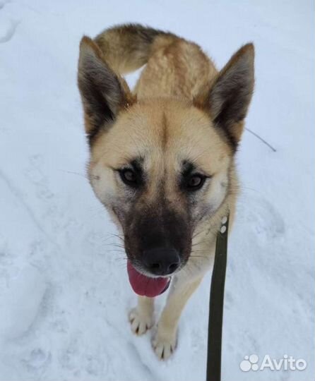 Очаровашка Агата в добрые руки