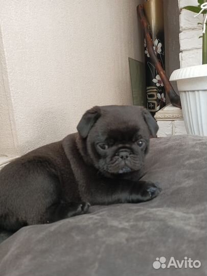 Щенки мопса