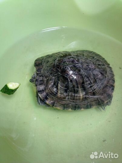 Красноухая черепаха