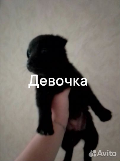 Отдам в добрые руки