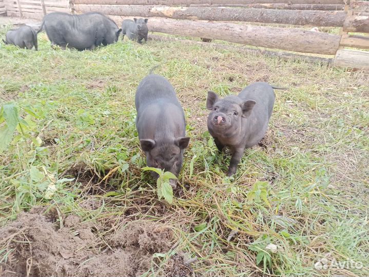 Вьетнамские вислобрюхие поросята