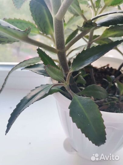 Каланхоэ лечебное