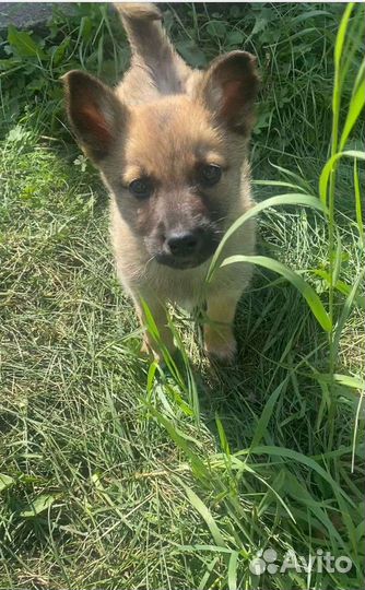 Щенок в добрые руки бесплатно