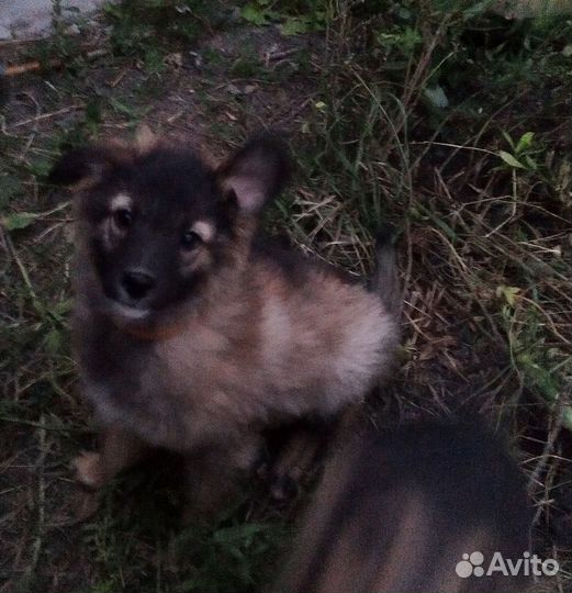 Веселые щенята двортерьер