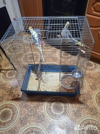 Пара попугаев корелл